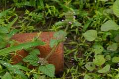 Clinopodium vulgare